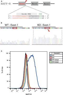 Frontiers | The Role Of BAFF-R Signaling In The Growth Of Primary ...